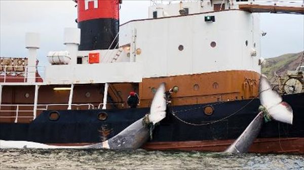 U.S. considers economic sanctions against Iceland over whaling hunt