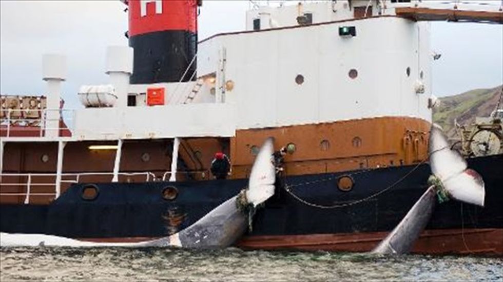 U.S. considers economic sanctions against Iceland over whaling hunt