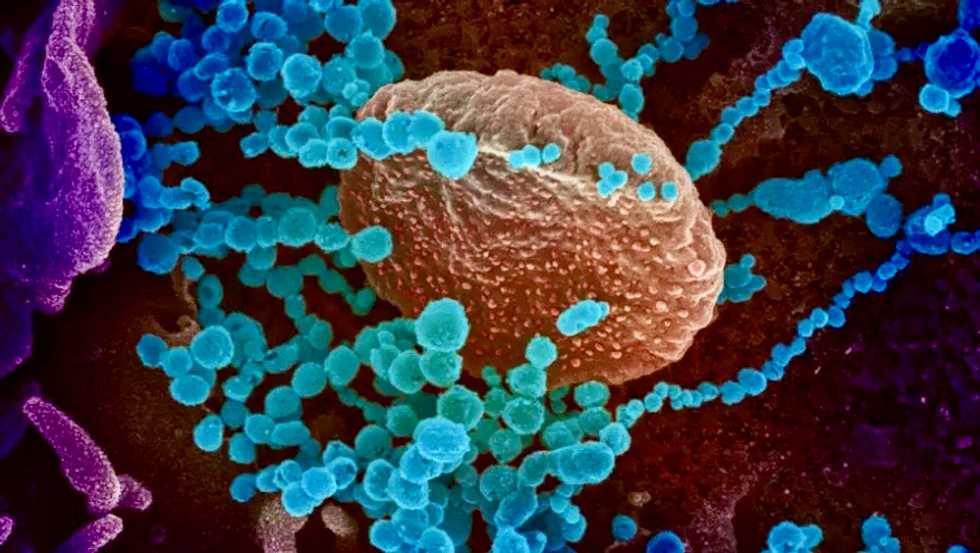 Moderna vaccine induced antibodies in all trial participants: paper
