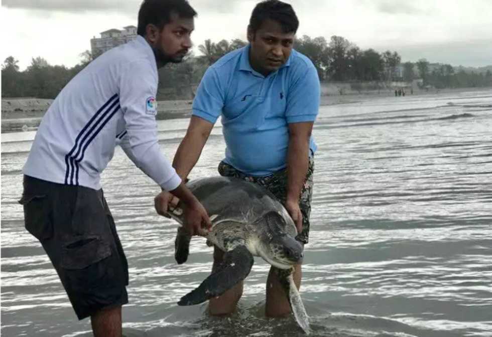 160 turtles caught in plastic waste rescued from Bangladesh beach