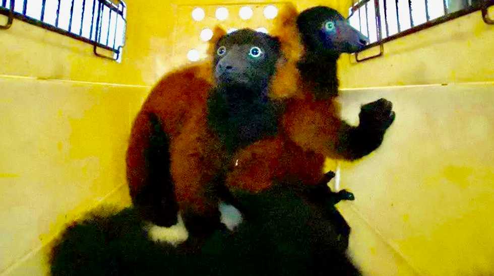 Rare twin red-ruffed lemurs born at Singapore zoo