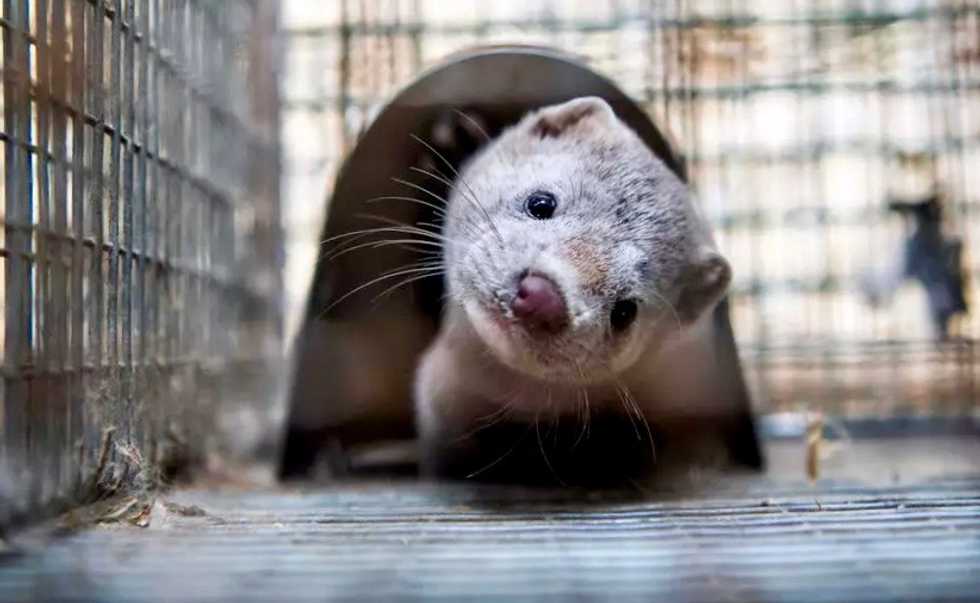 Spain to cull nearly 100,000 mink with coronavirus