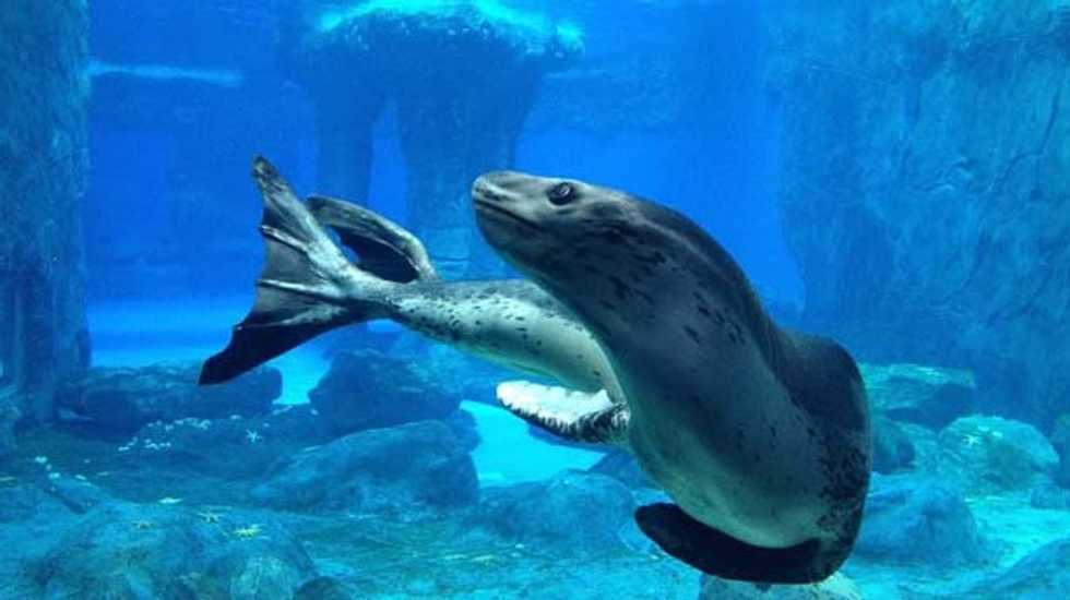 Casey, the world's only captive leopard seal, put down in Australia