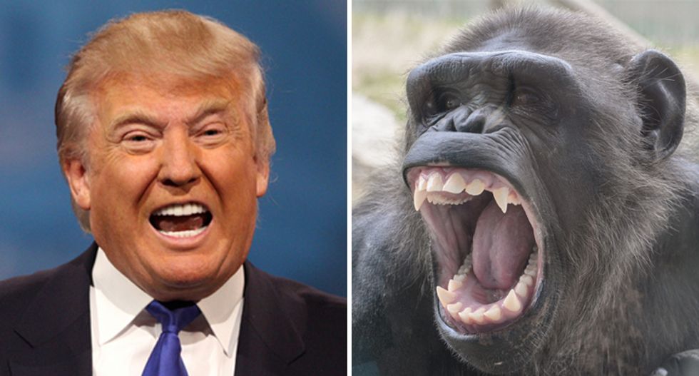 Gorilla sign language is more eloquent than Trump's 'big water' remarks about Puerto Rico: Twitter