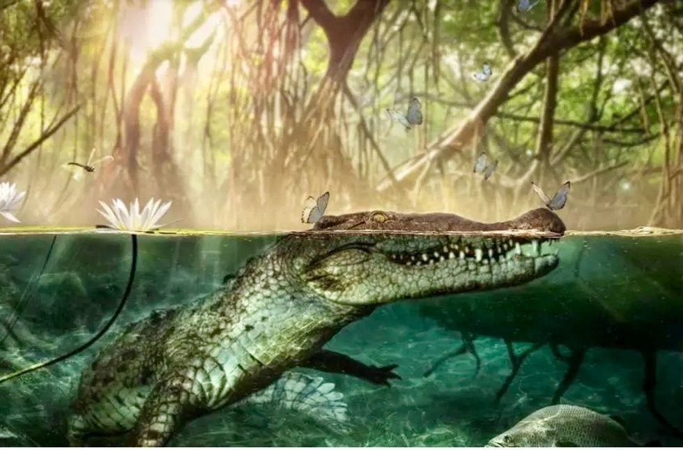 Origin story: America's crocodiles came out of Africa