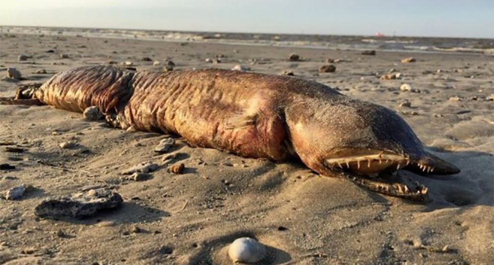 Bizarre prehistoric-looking fanged sea creature that washed ashore after Hurricane Harvey finally identified