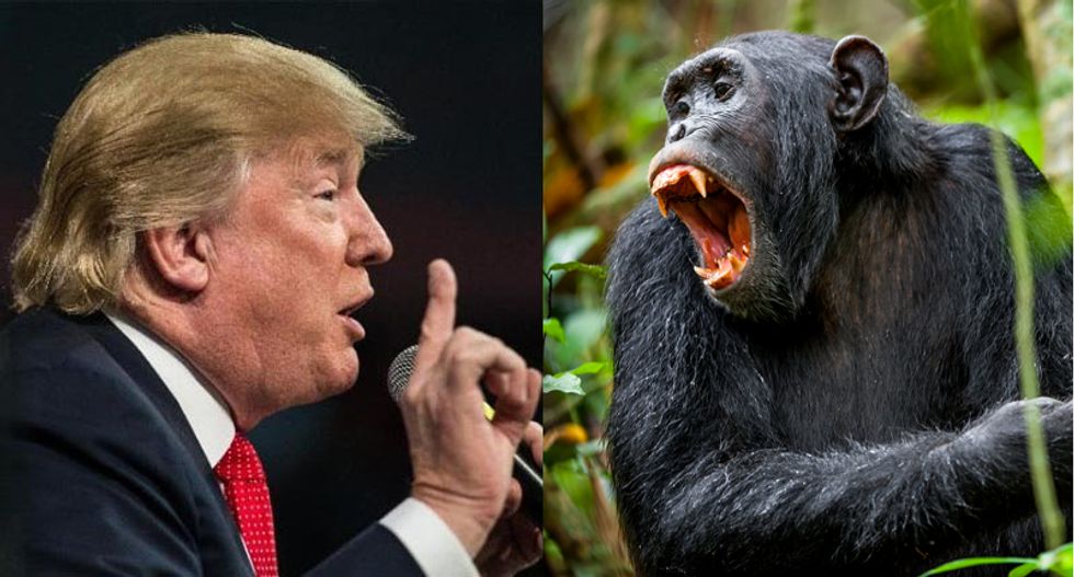 Anthropologist Jane Goodall: Trump's debate style reminds me of  'dominance rituals' of chimps