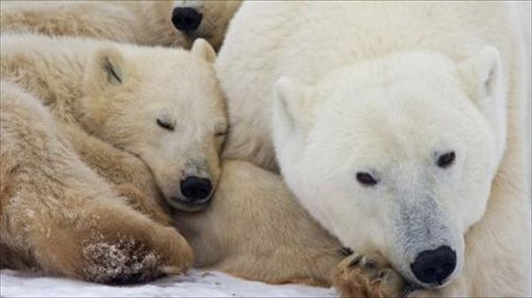 Google will now let you watch polar bears in the wild