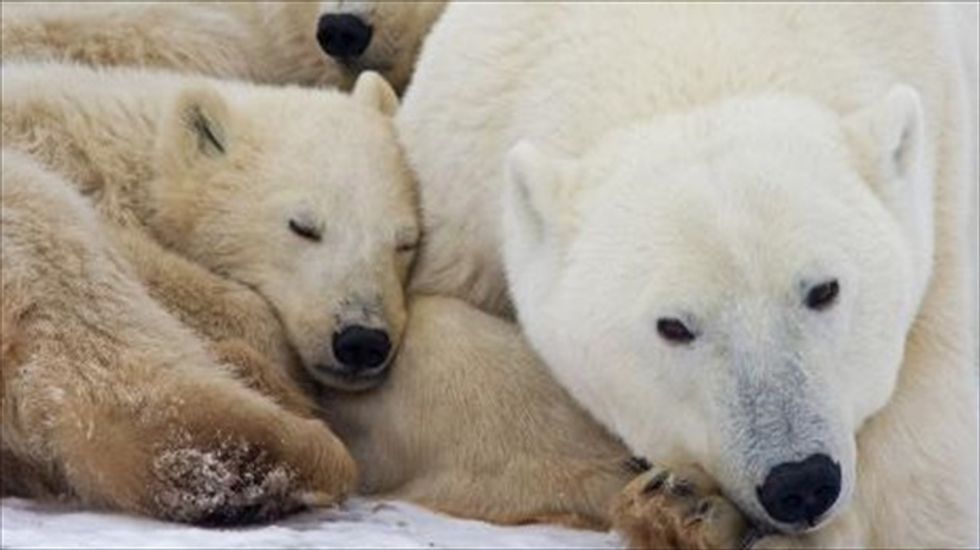 Migratory birds, fish, and mammals granted new UN protection status