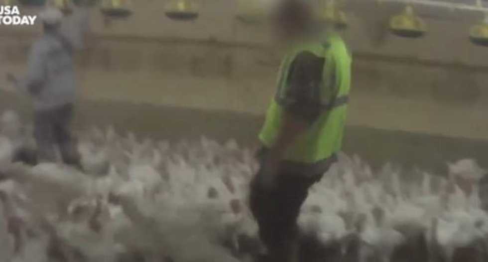 Tyson Foods fires 10 workers after 'disgusting' chicken abuse is caught on video