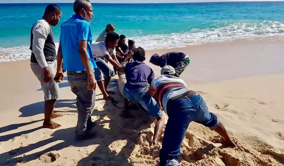 Ten dead whales found on Indonesian beach, one saved by locals