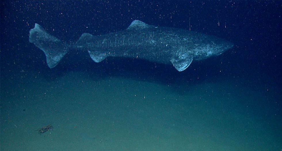 This 400-year-old shark is the oldest living creature on earth