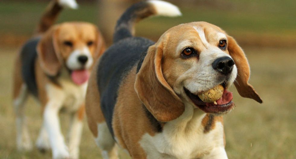 Atheists sue to halt annual blessing of the animals at shelter
