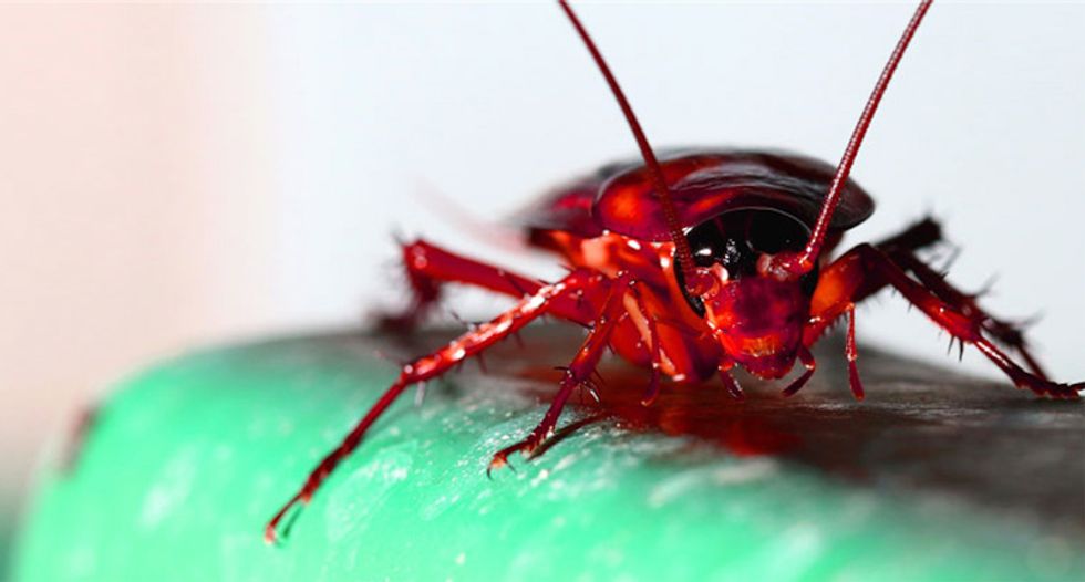 Flying cockroaches may invade New York City this weekend thanks to massive heatwave: scientists