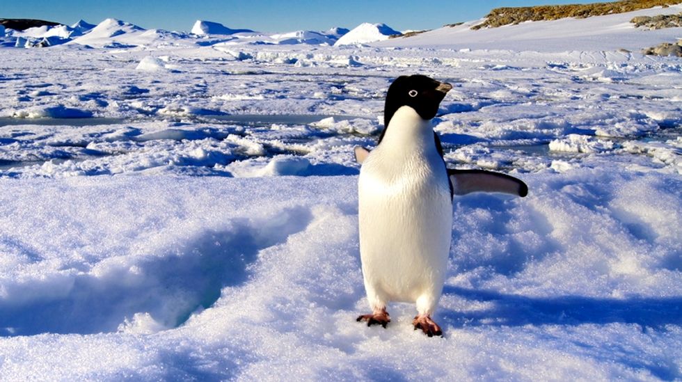 Antarctic ice shelf just a few years from complete disintegration: NASA