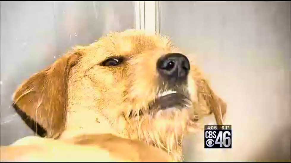Georgia veterinarians lose battle to save dog that was shot 7 times, thrown in dumpster