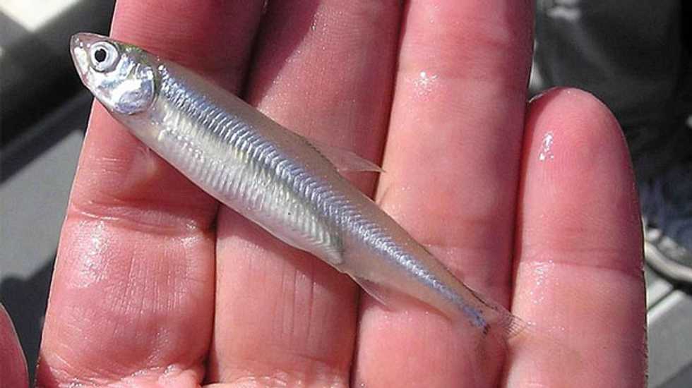 Fish and chips may soon need a new fish -- thanks to climate change