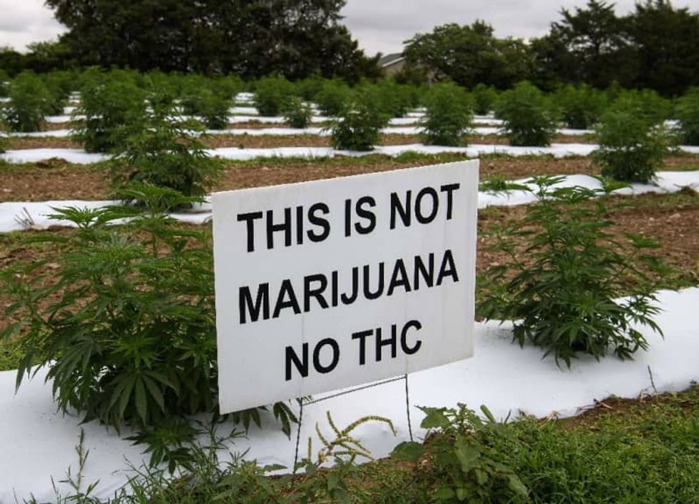 'Not marijuana': US hemp farmers battle tough market and thieves