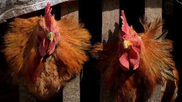 Two-year-old Cambodian girl dies of bird flu