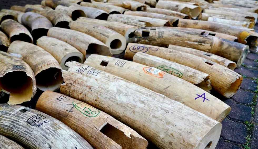 Singapore crushes massive ivory haul on eve of World Elephant Day
