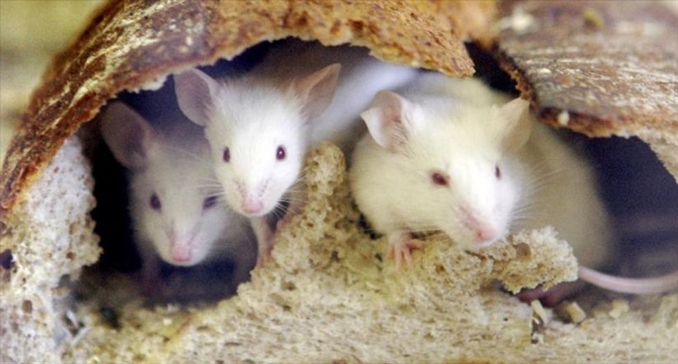 New documents reveal the EPA’s history of forcing animals to inhale toxic fumes on the taxpayers’ dime