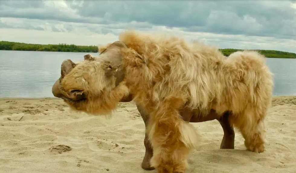 Humans off the hook? Climate change killed woolly rhinos, says study