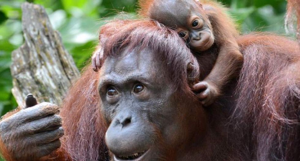 Bornean orangutan and two shark species moved to extinction 'red list'