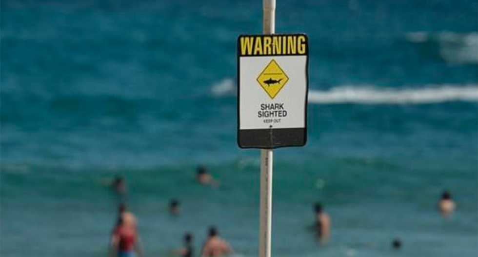 Australian surfer punches shark to save wife