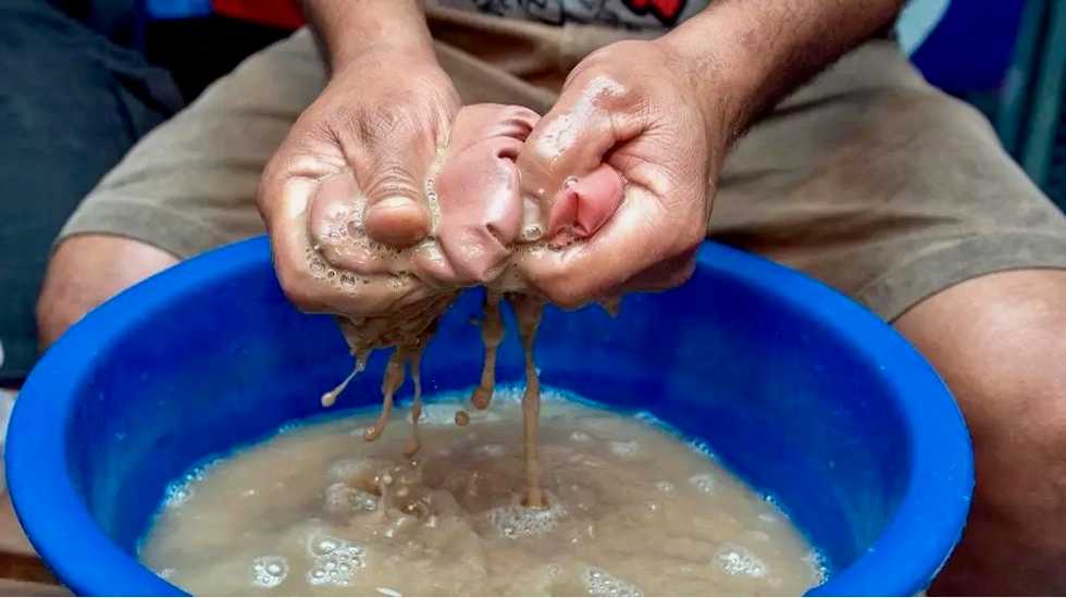 Fiji's kava culture adapts to virus challenge