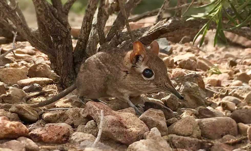 Long 'lost' elephant shrew found in Horn of Africa