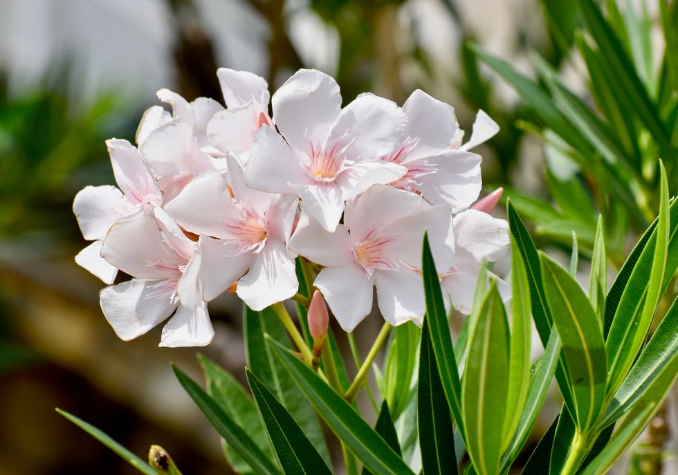 Oleandrin is a deadly plant poison, not a COVID-19 cure