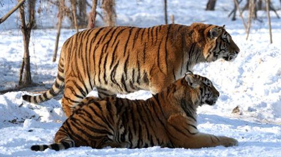 In the Age of Extinction, which species can we least afford to lose?