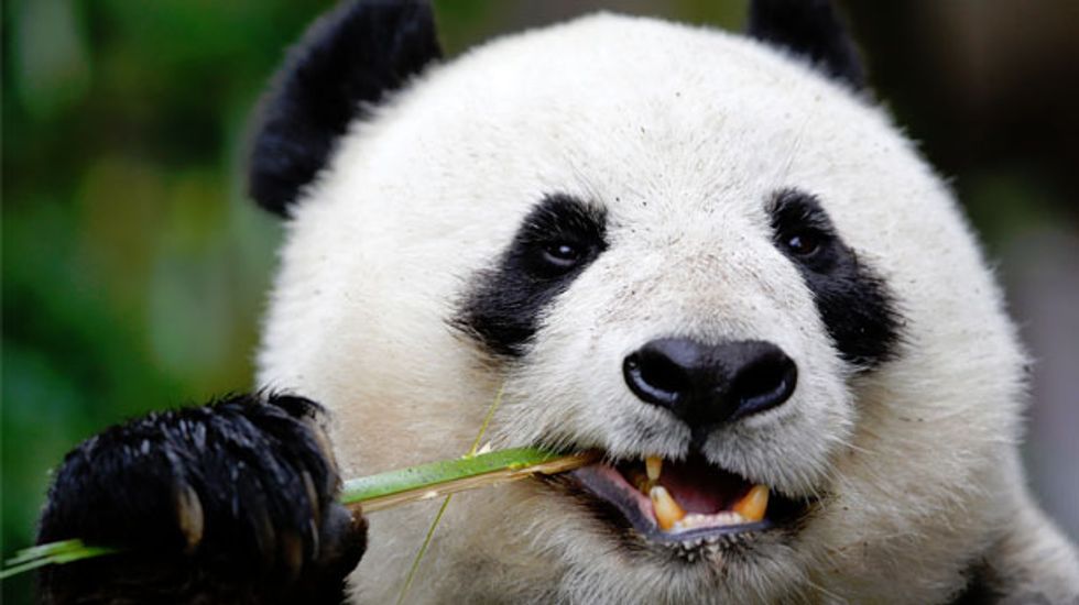 Bamboo-munching Giant Panda also has a sweet tooth, scientists find