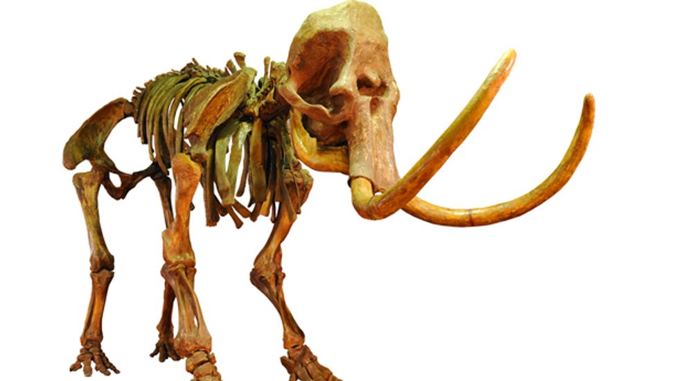 8-year-old SC girl's 'State Fossil' drive derailed by creationists who want credit for God