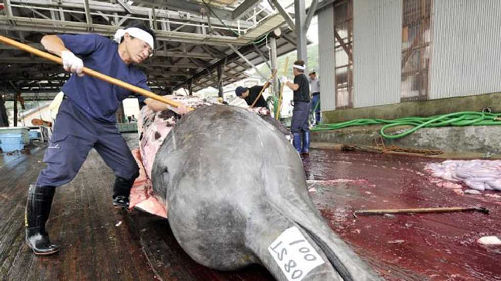 Sea creatures will get bigger and bigger -- if we don't eat them first