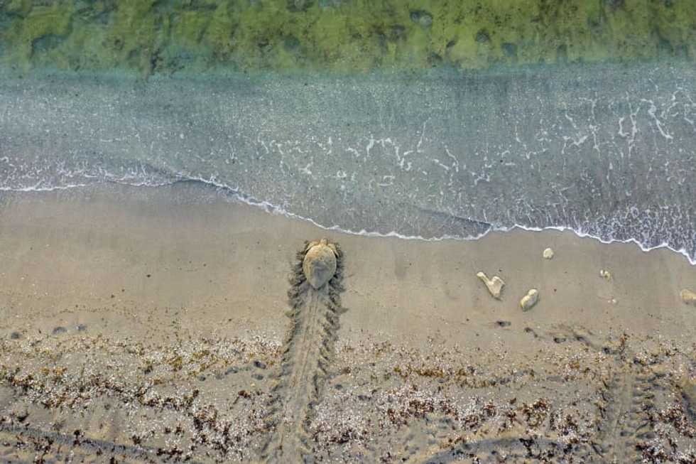 Habitats for endangered green sea turtles will be federally protected in Florida