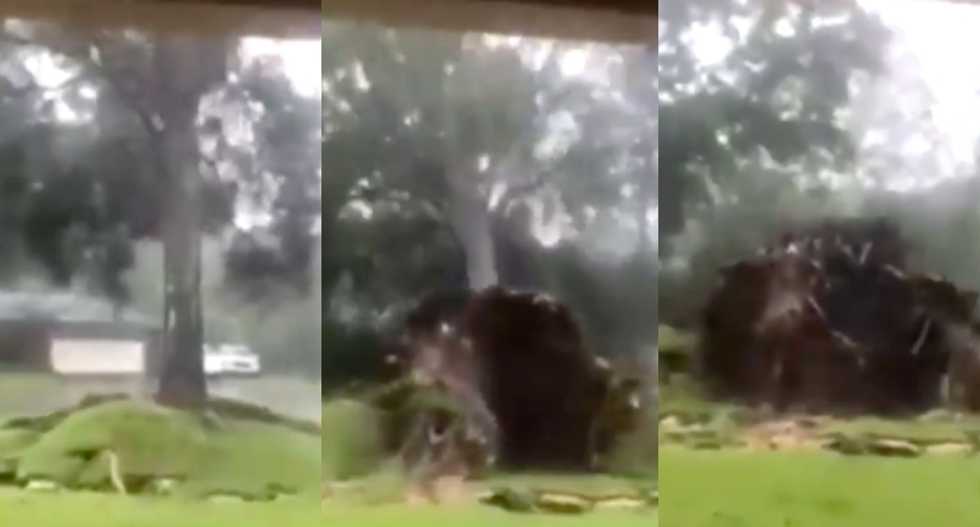 WATCH: Tree topples and becomes entirely unrooted as Hurricane Michael bears down on Florida's gulf coast