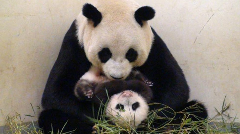 Experts dispute claim that panda faked pregnancy to get more bamboo