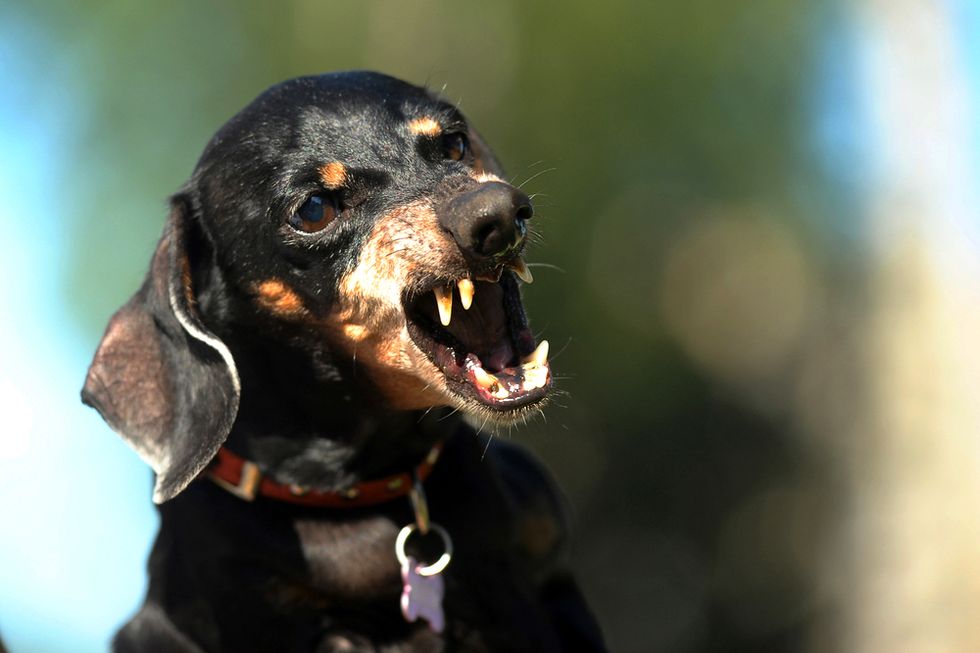 Ohio 17-year-old caught having sex with family's pet wiener dog -- again