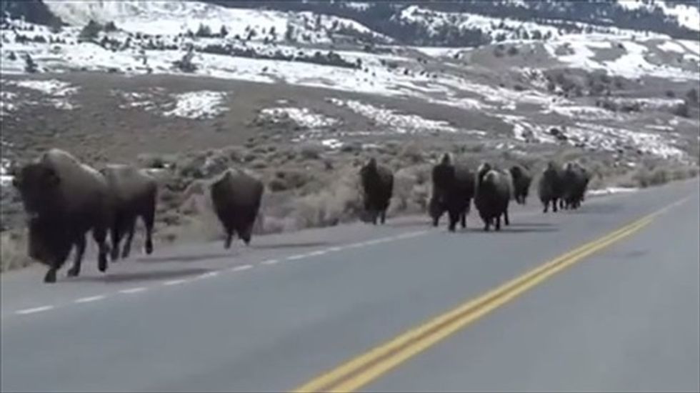 Dept. of Interior advances plan to reintroduce wild bison herds outside Yellowstone