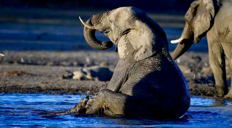 Marijuana test for stressed-out Warsaw Zoo elephants