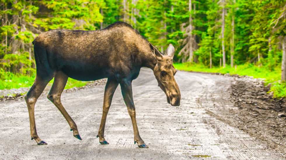 Maine moose population 'walking dead' after ticks drain blood due to climate change