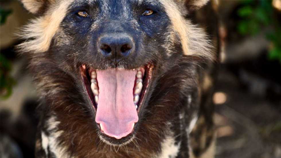 Parents settle suit with Pittsburgh Zoo after toddler mauled to death by African wild dogs
