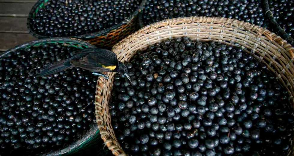 Canada researchers investigating acai berry to fight COVID-19