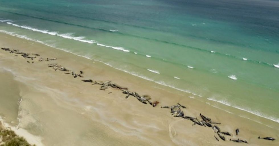 145 pilot whales die on remote New Zealand beach