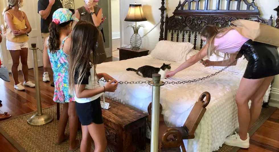 Mutant cats still a draw at Hemingway's virus-hit Florida home