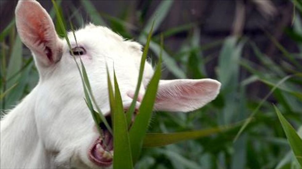 Brazilian scientists clone goat to develop treatment for rare genetic disorder
