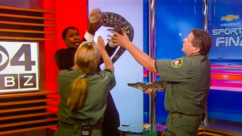 Watch Boston anchor freak out when alligator segment goes wrong: 'My life flashed before my eyes'