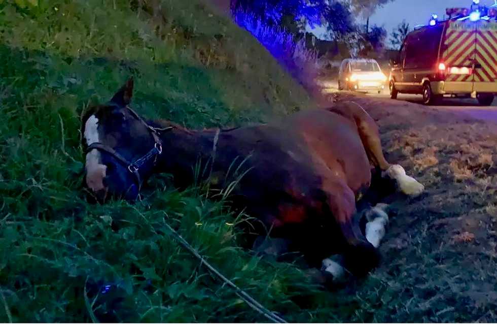 Grisly series of horse mutilations mystifies France