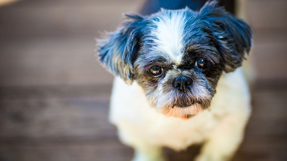 Alabama man molested wife’s shih tzu to punish her for 'paying more attention to the dog': police